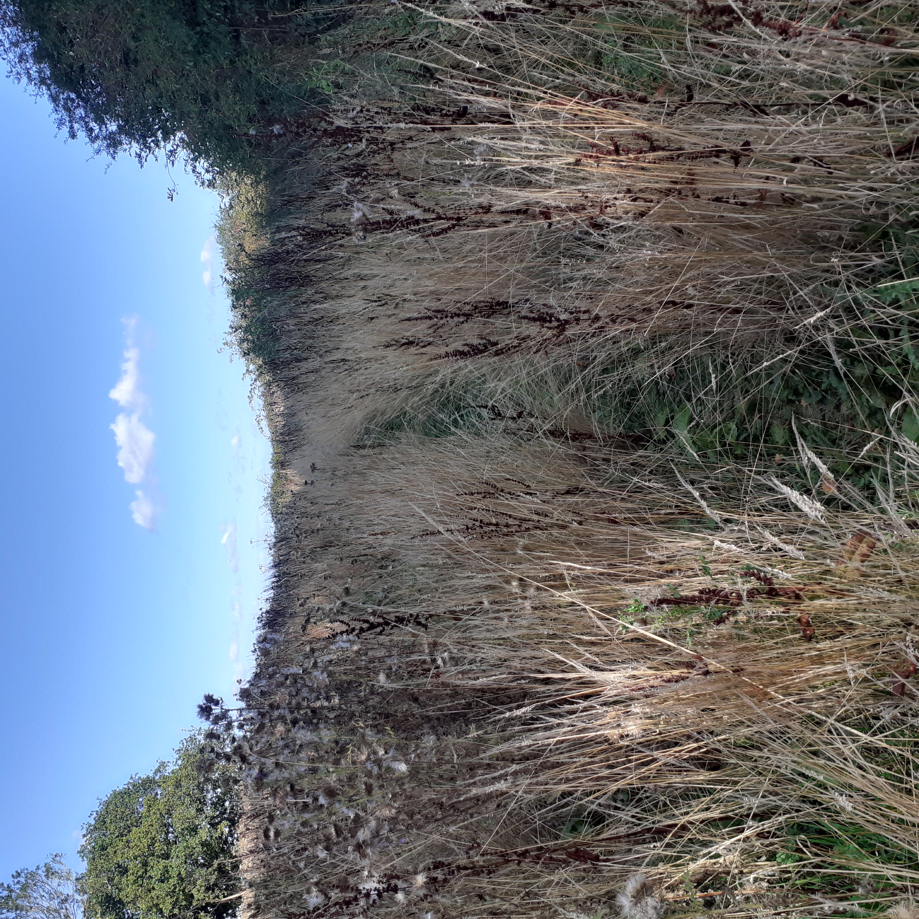 Layer Marney FP 11 Overgrowth of thisles 31 August p2 view from south